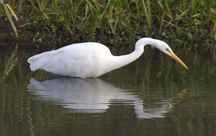 Grotezilverreiger311008C